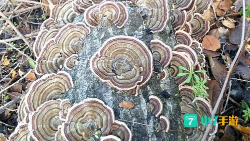 亮顶蘑菇