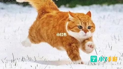 小飞棍来喽什么梗