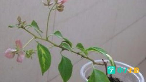 体重下降最快的老叶
