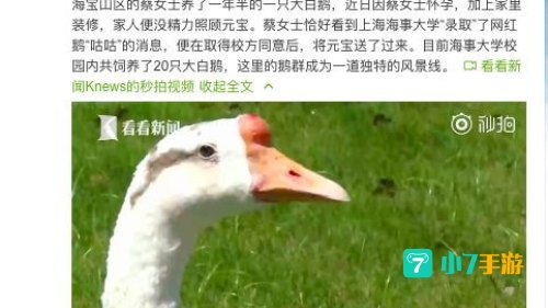 网红鹅