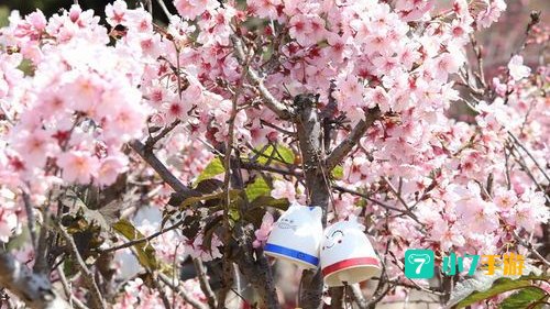 樱花树红色